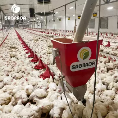 Линии кормления для бройлеров / Broyler tovuqlarini boqish liniyalari