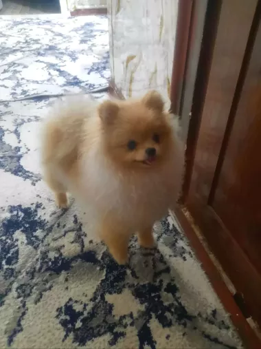 it sotiladi zoti pomeranian