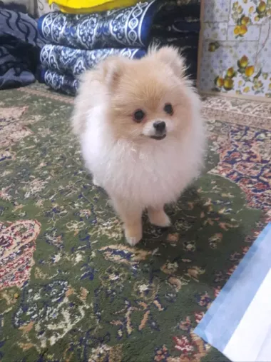 it sotiladi zoti pomeranian