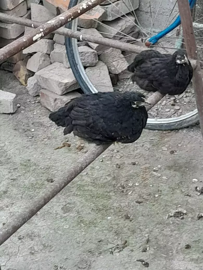 2 oylikdan otgan jojalar