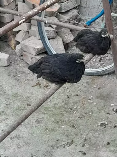 2 oylikdan otgan jojalar