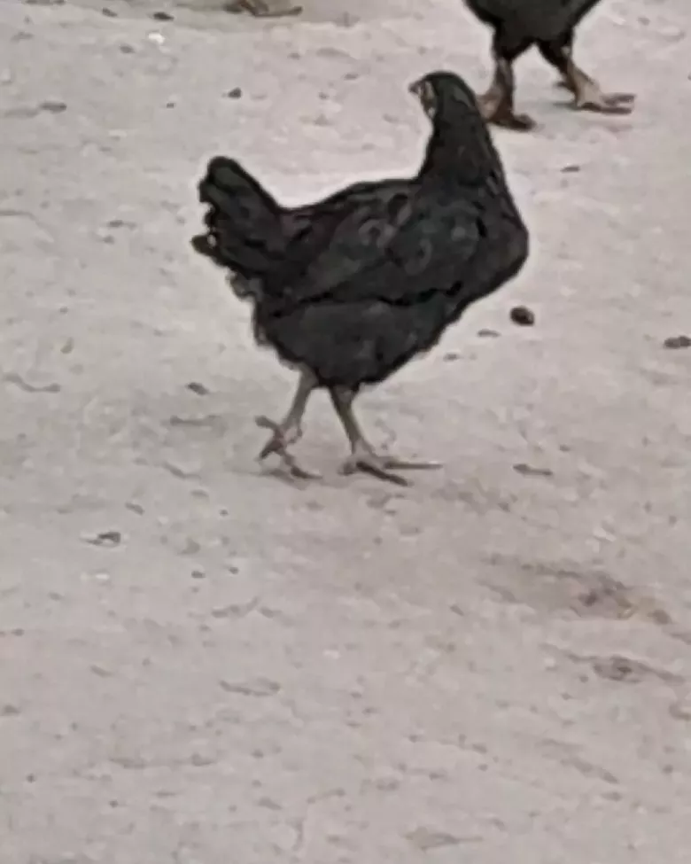 2 oylikdan otgan jojalar