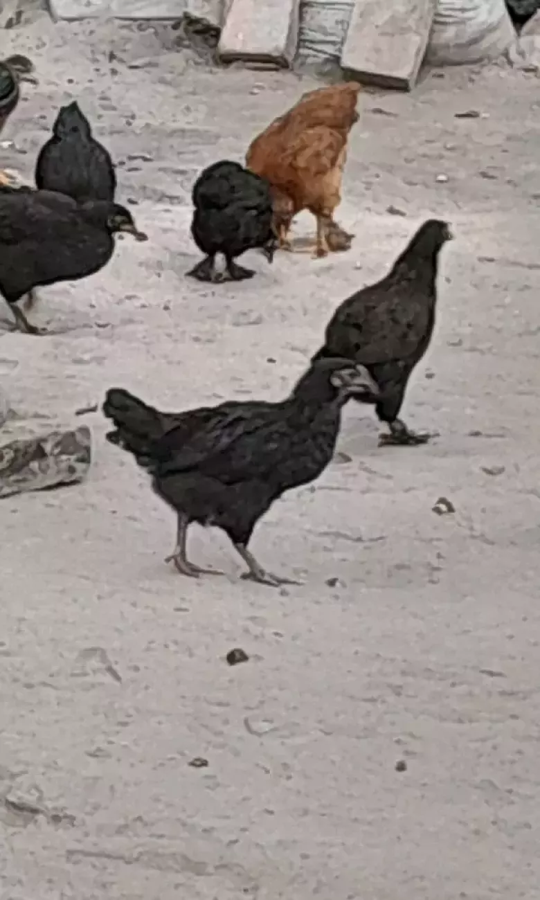 2 oylikdan otgan jojalar