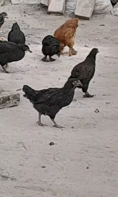 2 oylikdan otgan jojalar