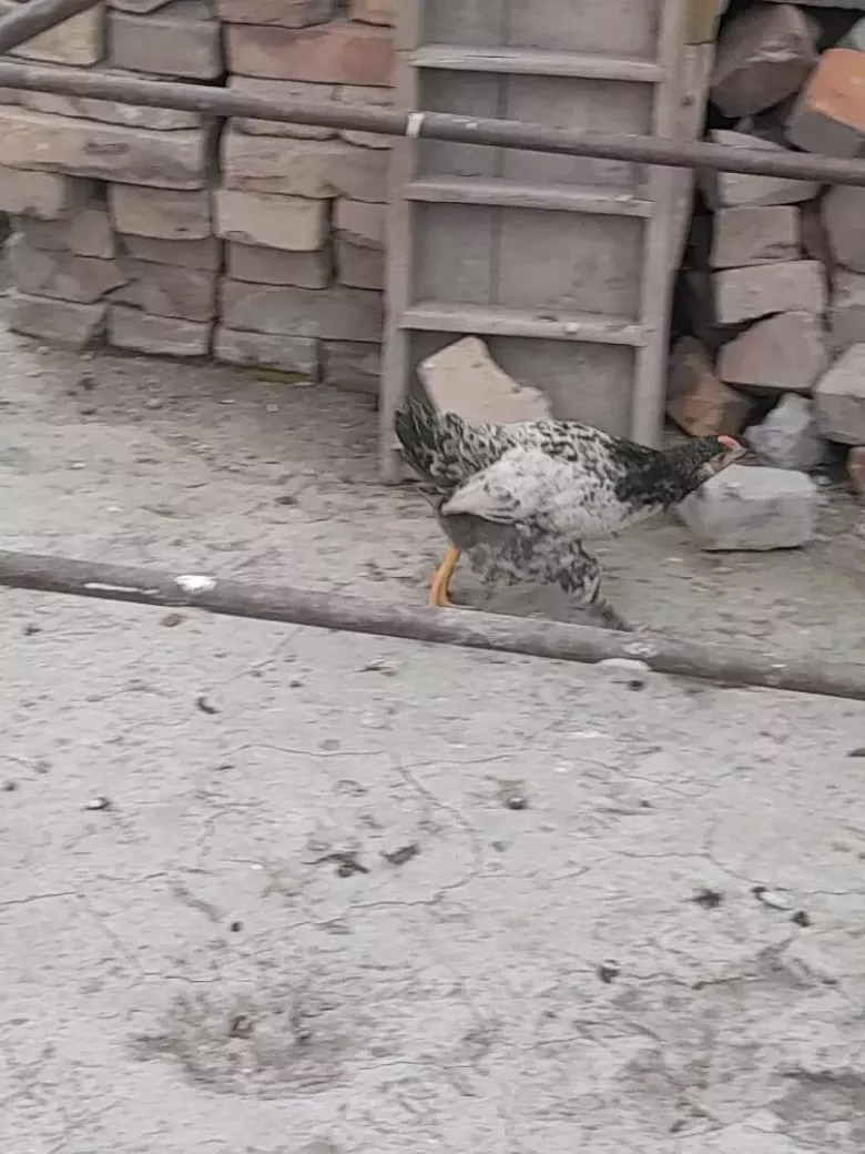 2 oylikdan otgan jojalar