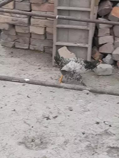 2 oylikdan otgan jojalar