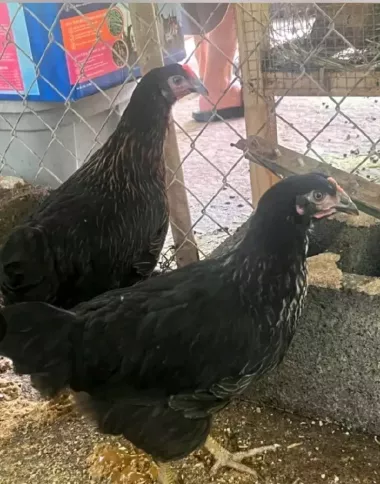 2 oylikdan otgan jojalar