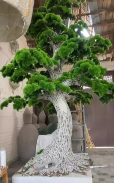 Виноградная лоза (5 штук) и тутовое дерево — 3/4