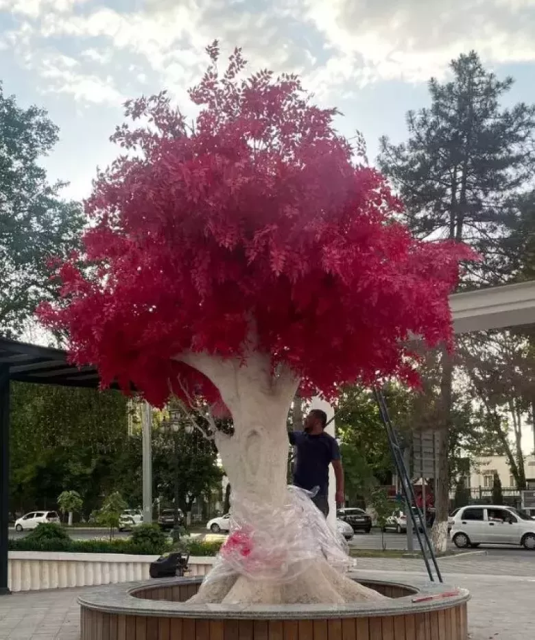 Виноградная лоза (5 штук) и тутовое дерево — 1/4