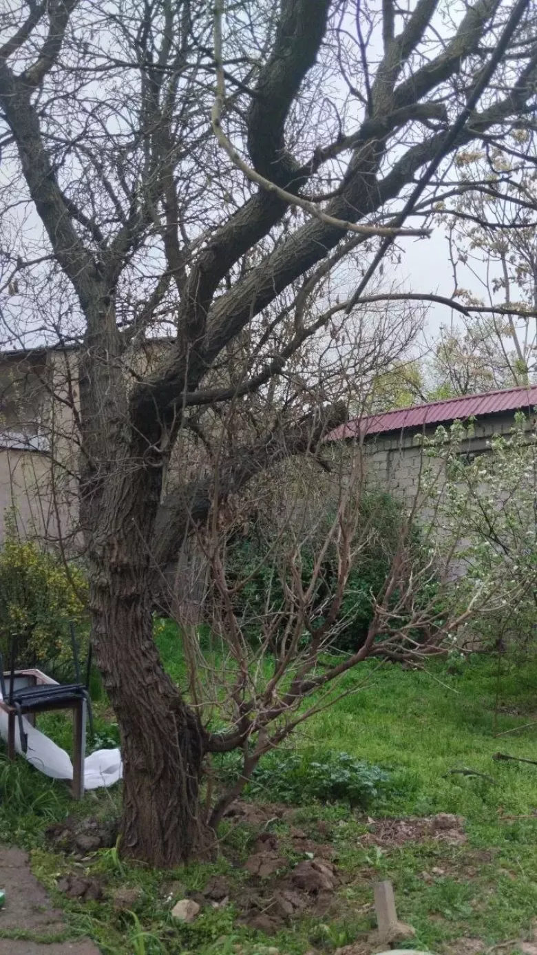 Виноградная лоза (5 штук) и тутовое дерево — 4/4