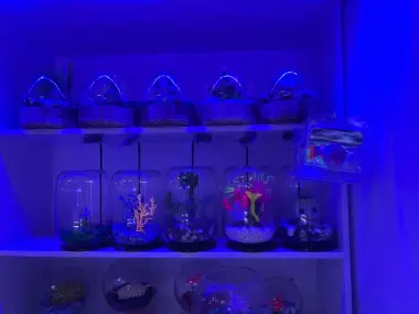Akvarium baliqlar dokoni