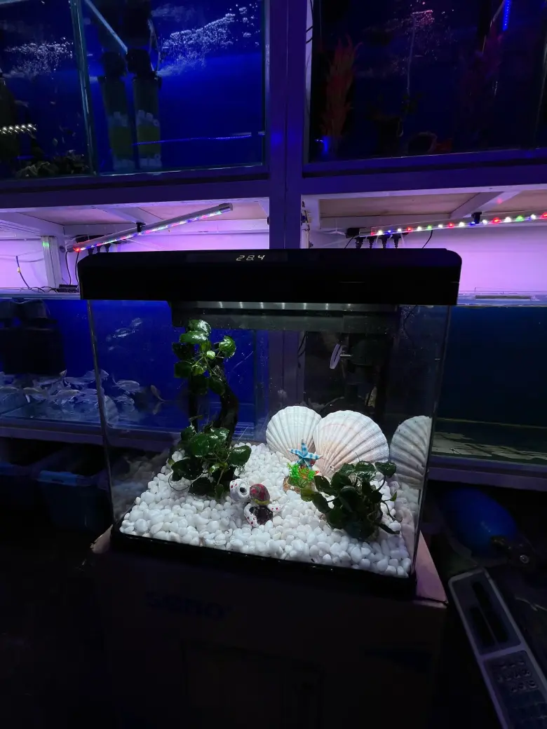 Akvarium baliqlar dokoni — 3/3