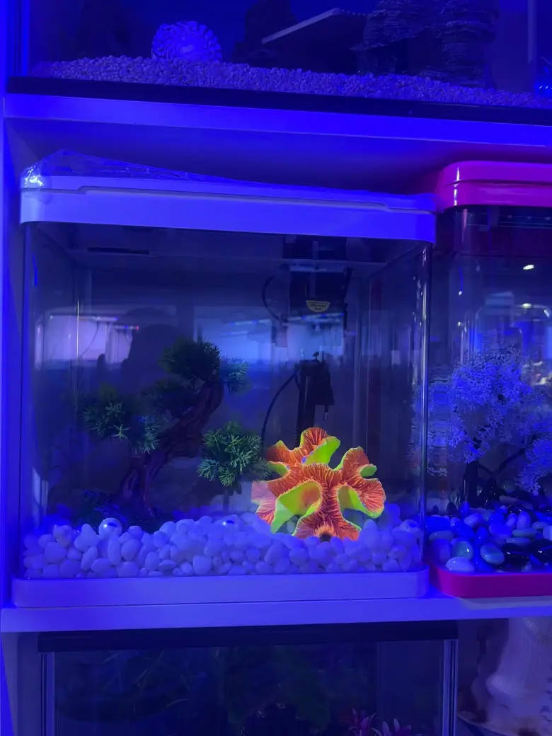 Akvarium baliqlar dokoni — 2/3