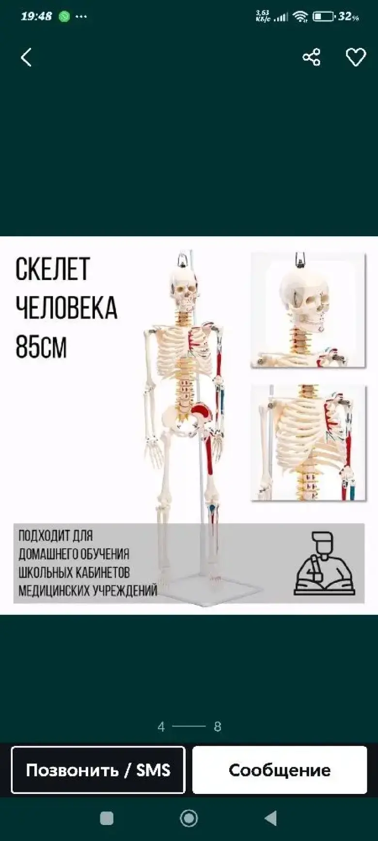 Скелет человека 85 см муляж — 3/5