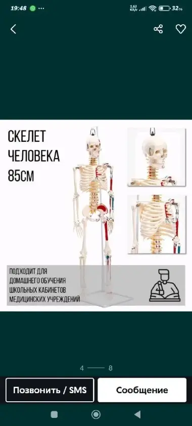 Скелет человека 85 см муляж — 3/5