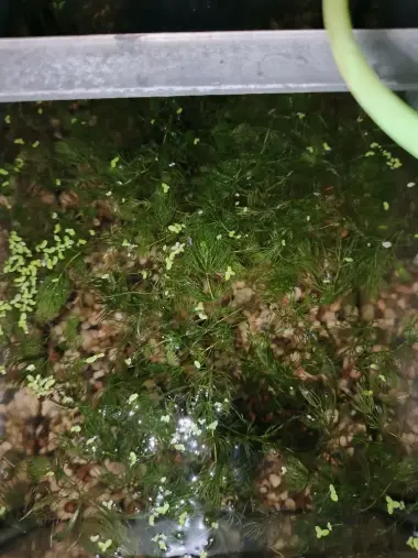 Аквариумные растения — 10/10