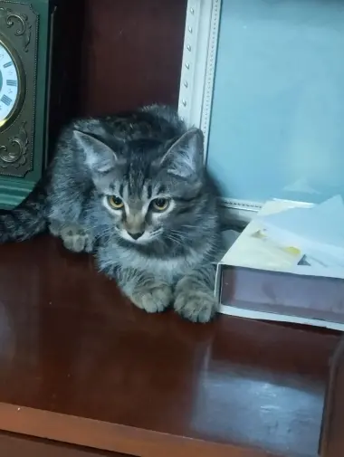 Отдадим в самые лучшие руки девочку кошечку
