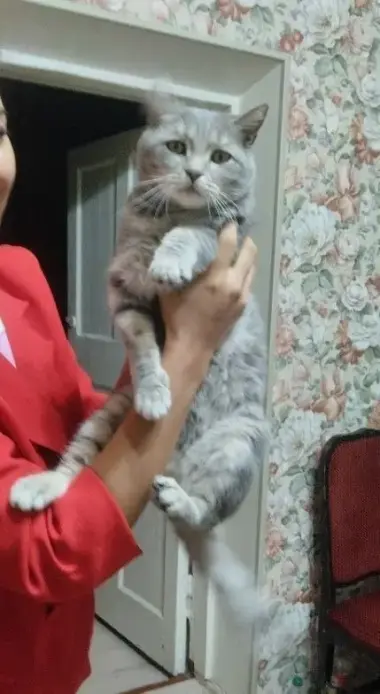 Красивый серый крупный котик скотиш Пристраивается в добрые и ответственные ручки️.