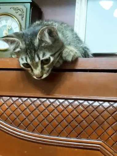 Отдадим в самые лучшие руки девочку кошечку — 2/2