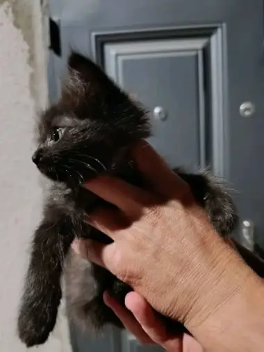 Котенок девочка — 2/2