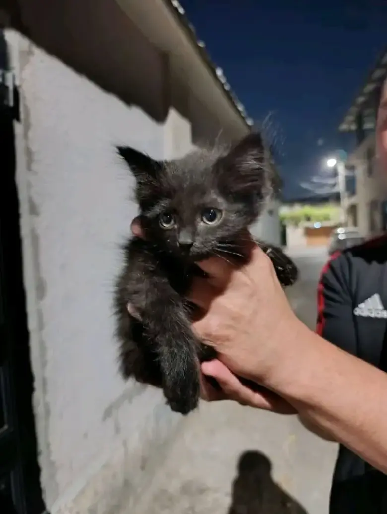 Котенок девочка — 1/2