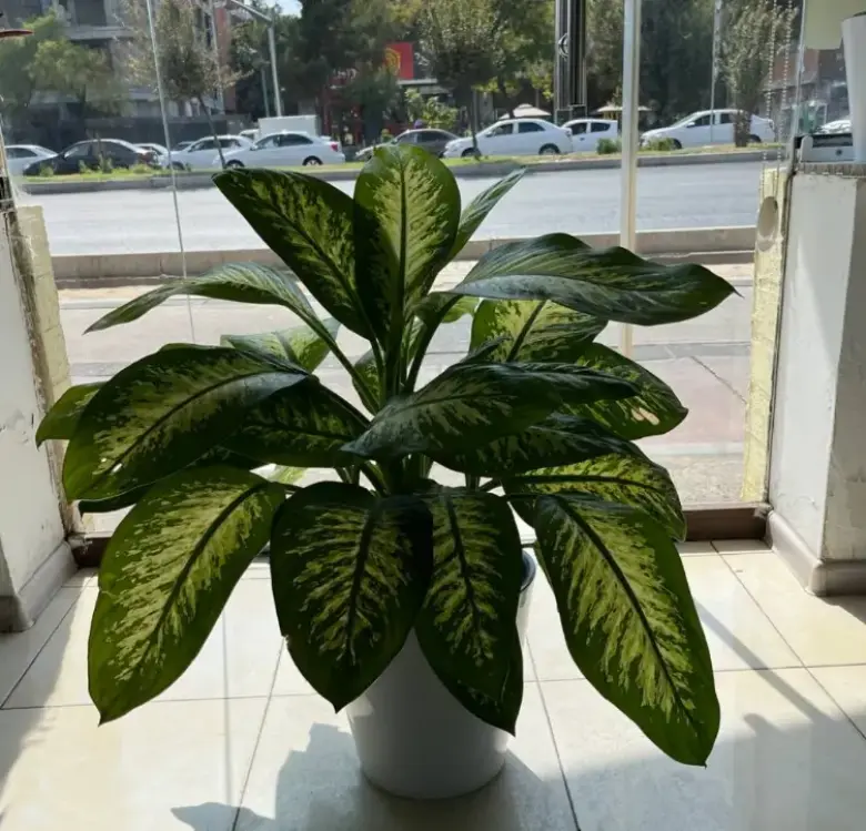 Продаётся Диффенбахия Тропик Сноу — 3/3