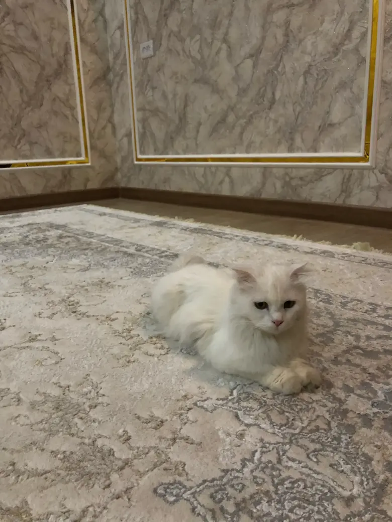 Oq scottish fold sotiladi (narxi yana kelishiladi) — 4/4
