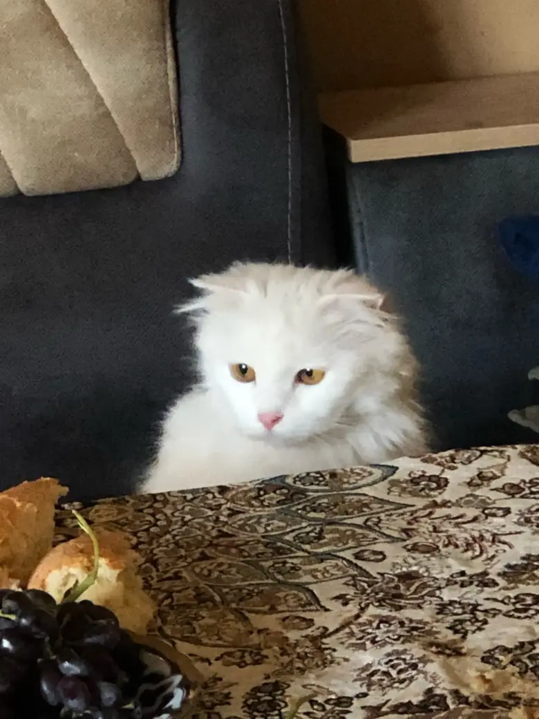 Oq scottish fold sotiladi (narxi yana kelishiladi) — 3/4