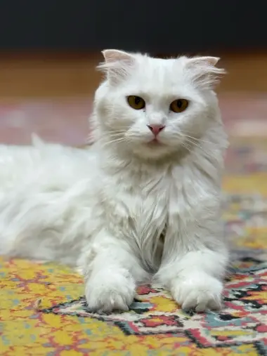 Oq scottish fold sotiladi (narxi yana kelishiladi) — 2/4
