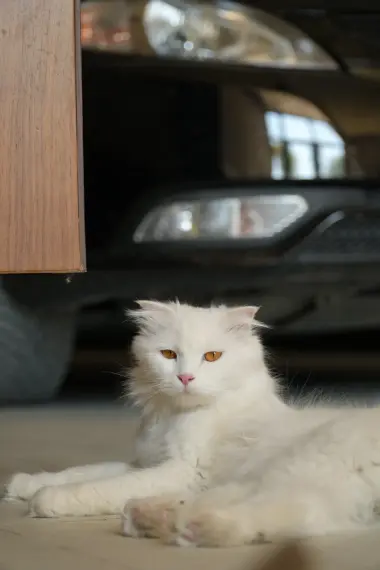 Oq scottish fold sotiladi (narxi yana kelishiladi)