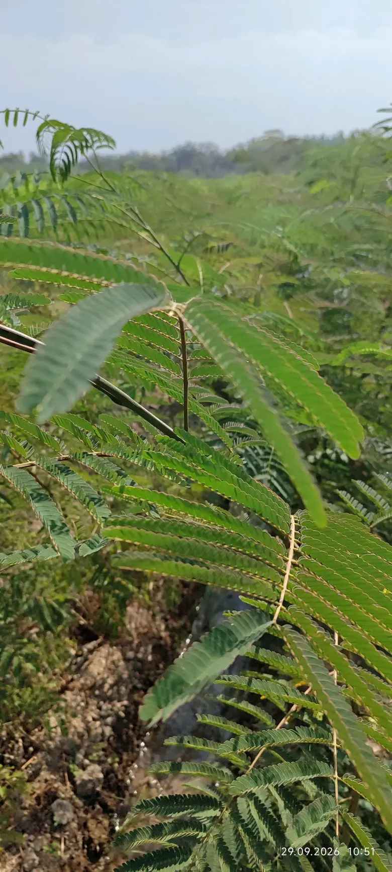 Terak ko'chatlar,manzarali ko'chatlar sotamiz,tashkilotlarga xam yashil makon — 7/10