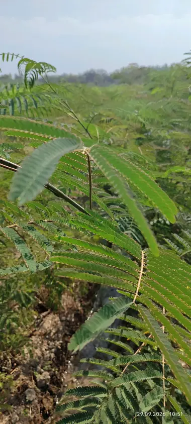 Terak ko'chatlar,manzarali ko'chatlar sotamiz,tashkilotlarga xam yashil makon — 7/10