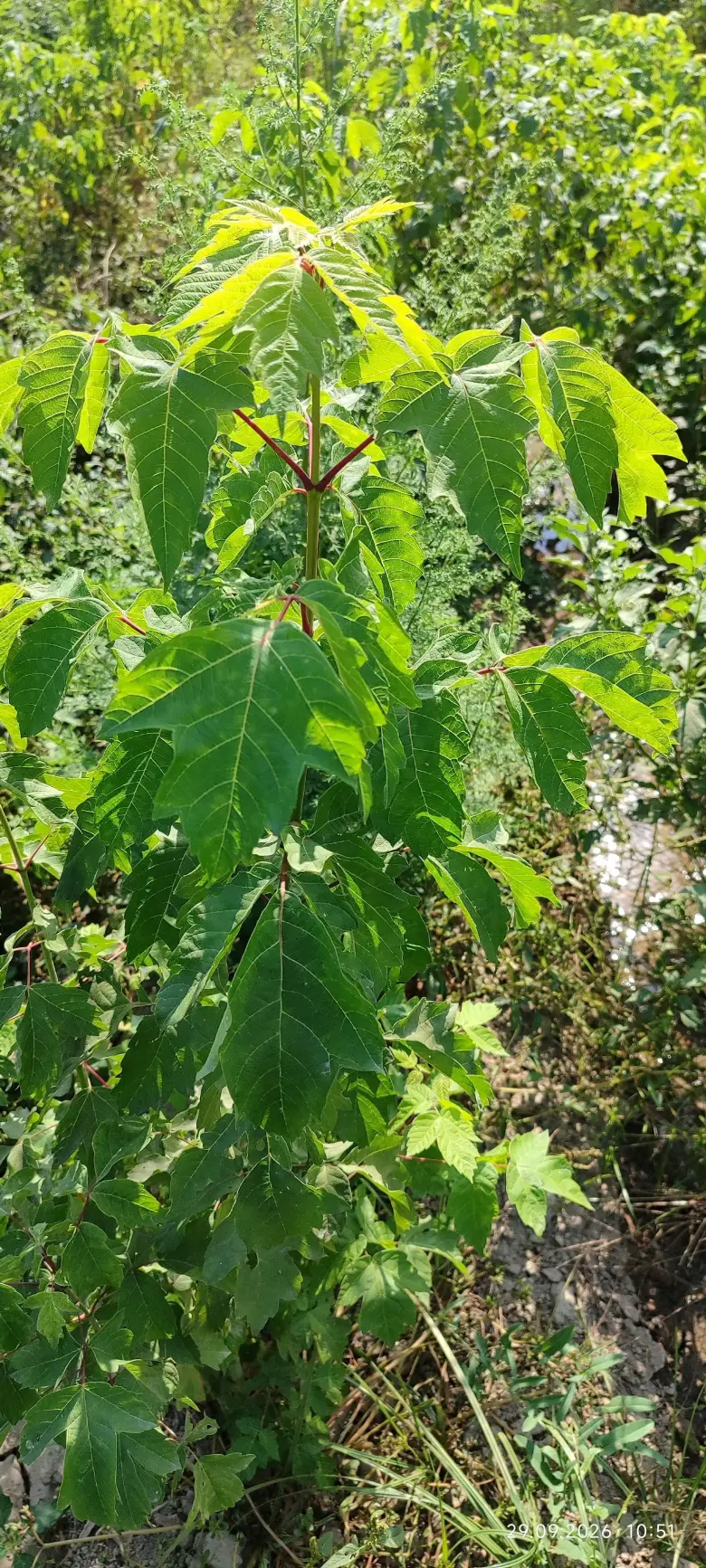 Terak ko'chatlar,manzarali ko'chatlar sotamiz,tashkilotlarga xam yashil makon — 3/10