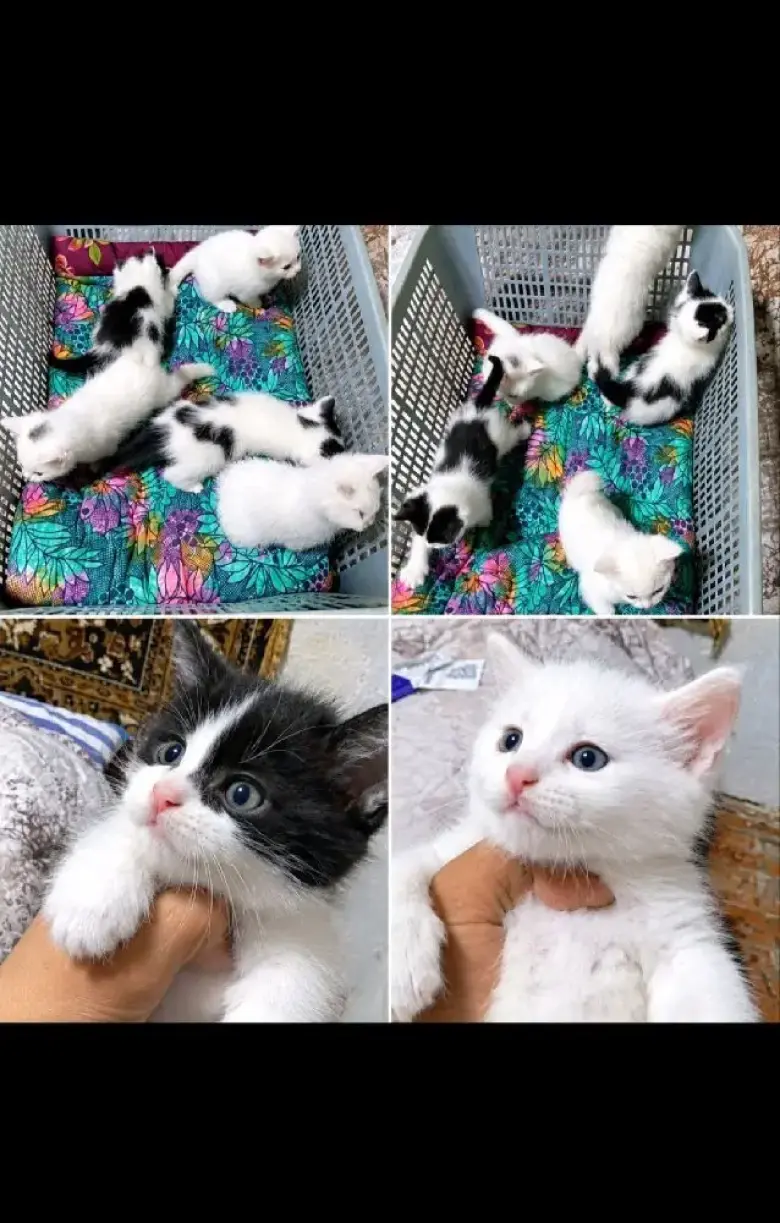 Отдам котят в добрык руки — 4/5