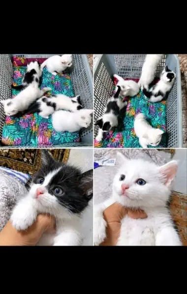 Отдам котят в добрык руки — 4/5