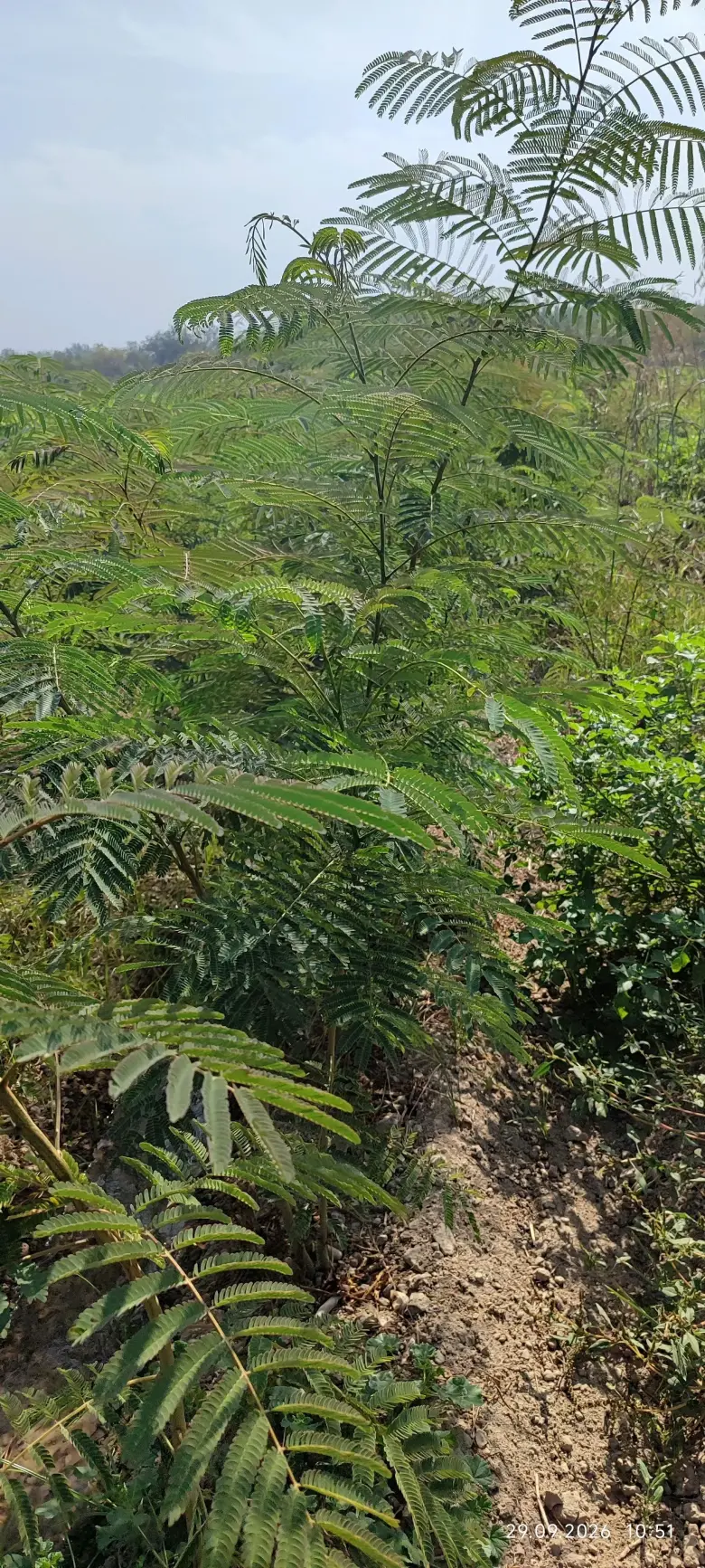 Terak ko'chatlar,manzarali ko'chatlar sotamiz,tashkilotlarga xam yashil makon — 2/10