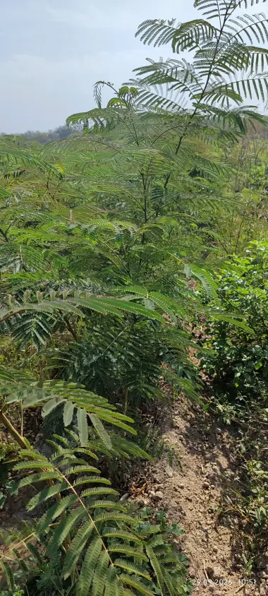 Terak ko'chatlar,manzarali ko'chatlar sotamiz,tashkilotlarga xam yashil makon — 2/10