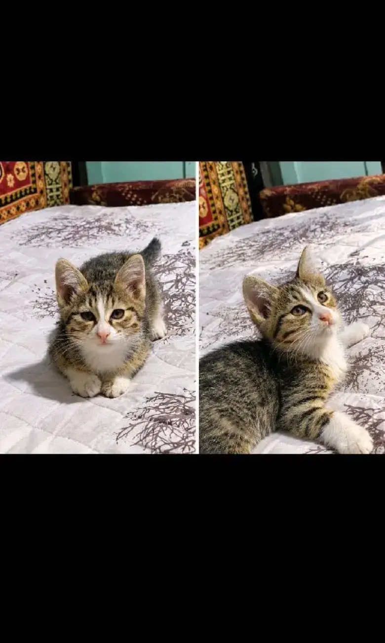 Отдам котят в добрык руки — 3/5