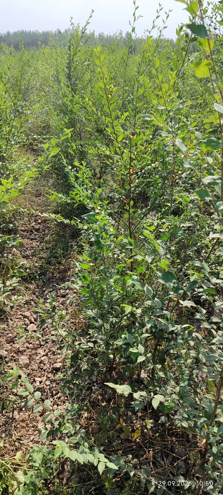 Terak ko'chatlar,manzarali ko'chatlar sotamiz,tashkilotlarga xam yashil makon — 6/10