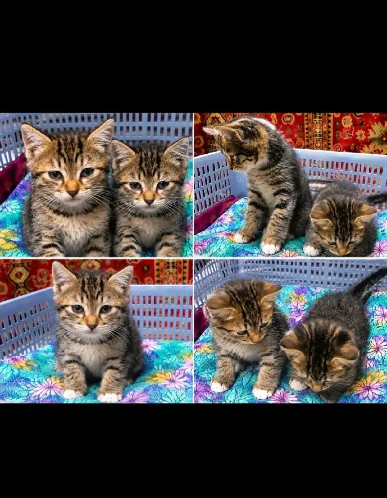 Отдам котят в добрык руки — 5/5
