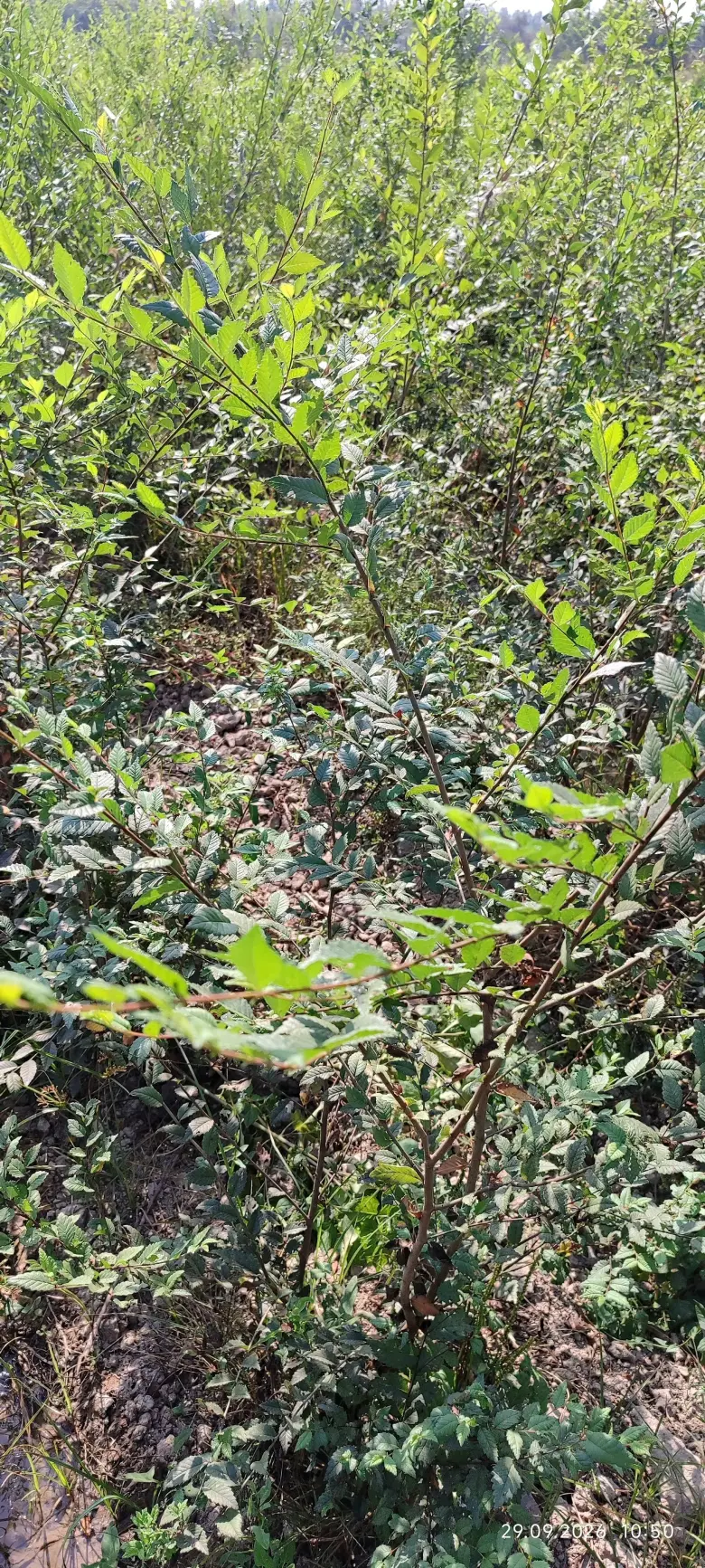 Terak ko'chatlar,manzarali ko'chatlar sotamiz,tashkilotlarga xam yashil makon — 5/10