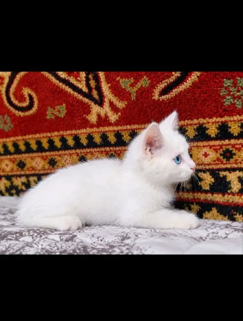 Отдам котят в добрык руки — 2/5