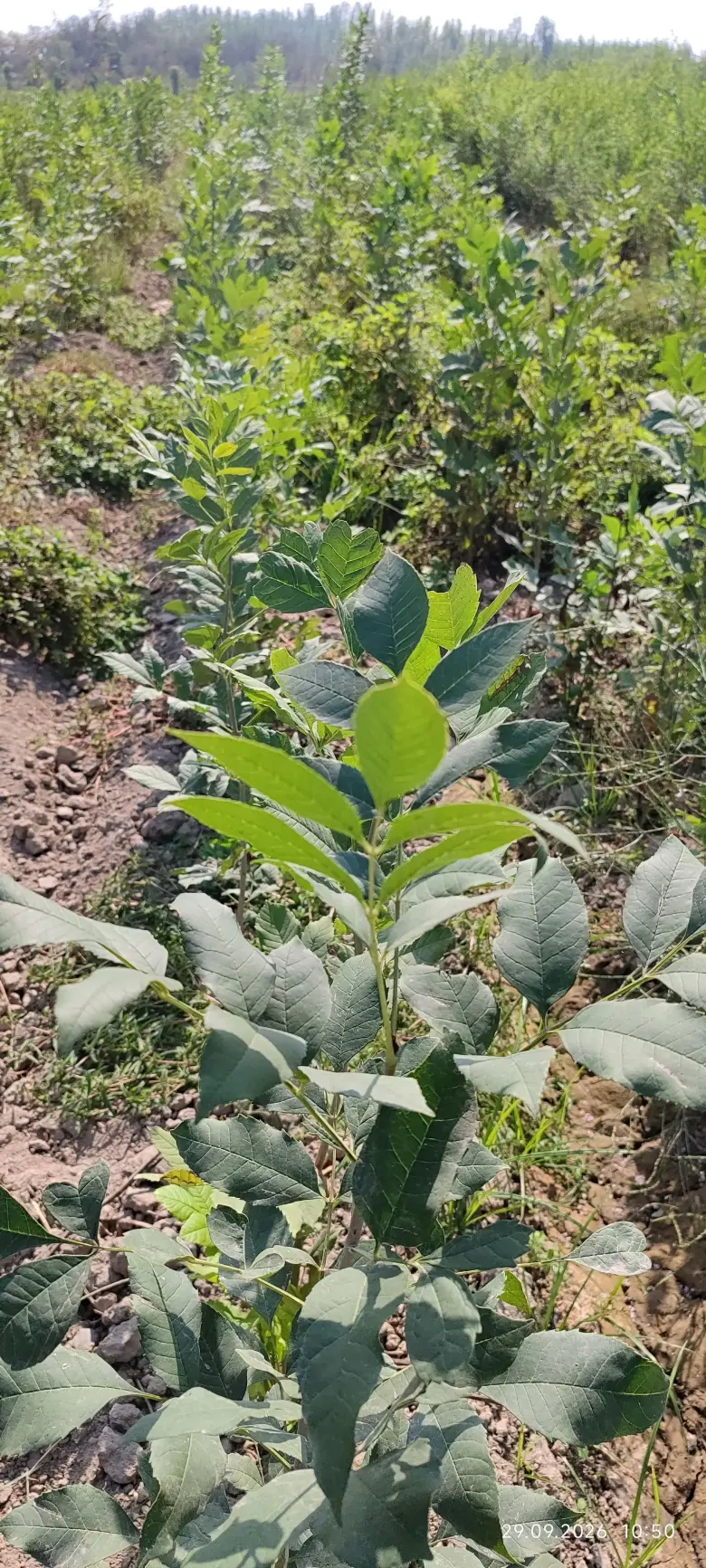 Terak ko'chatlar,manzarali ko'chatlar sotamiz,tashkilotlarga xam yashil makon — 4/10
