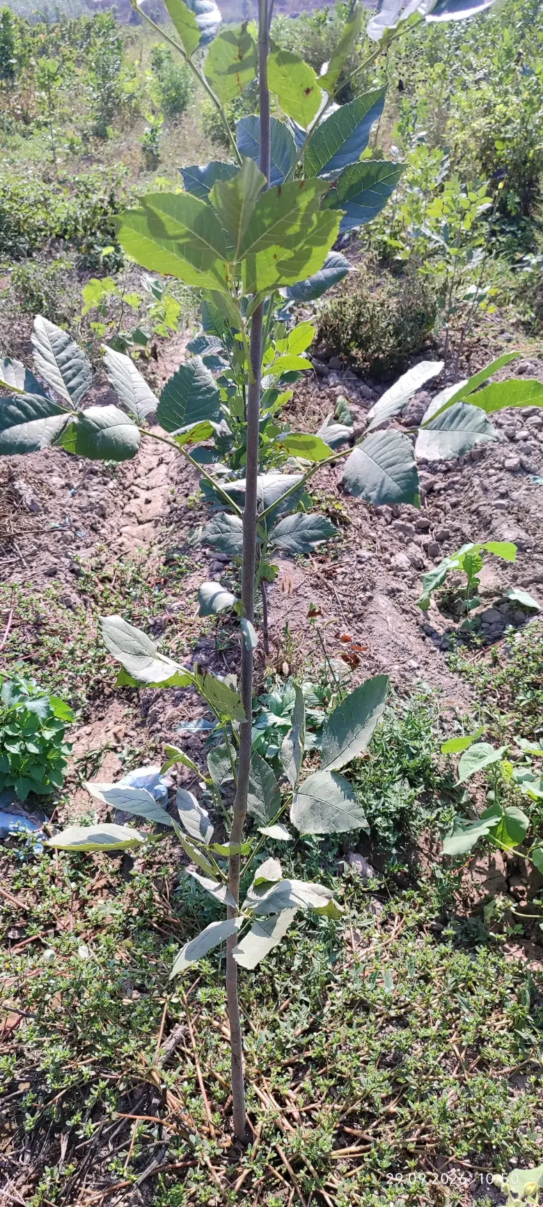 Terak ko'chatlar,manzarali ko'chatlar sotamiz,tashkilotlarga xam yashil makon — 8/10