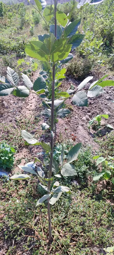 Terak ko'chatlar,manzarali ko'chatlar sotamiz,tashkilotlarga xam yashil makon — 8/10