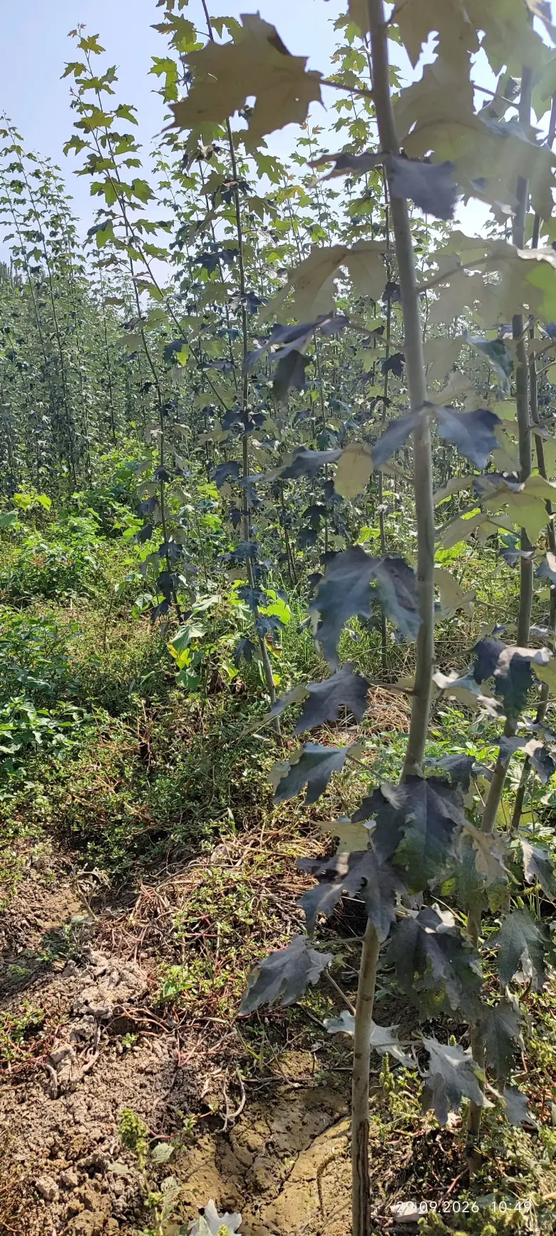 Terak ko'chatlar,manzarali ko'chatlar sotamiz,tashkilotlarga xam yashil makon — 9/10