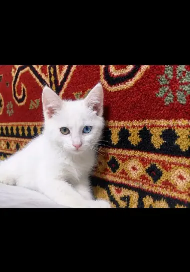 Отдам котят в добрык руки