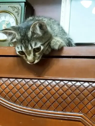 Красивая львица котенок девочка ищет самые добрые ручки