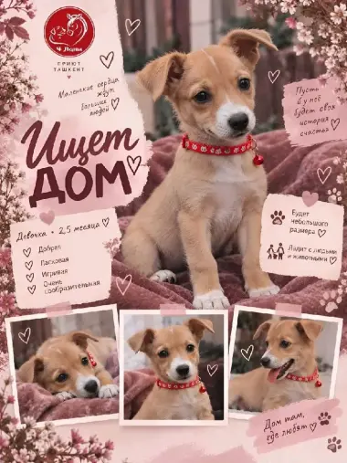 Подарите Мириндочке лучшую семью — 2/2