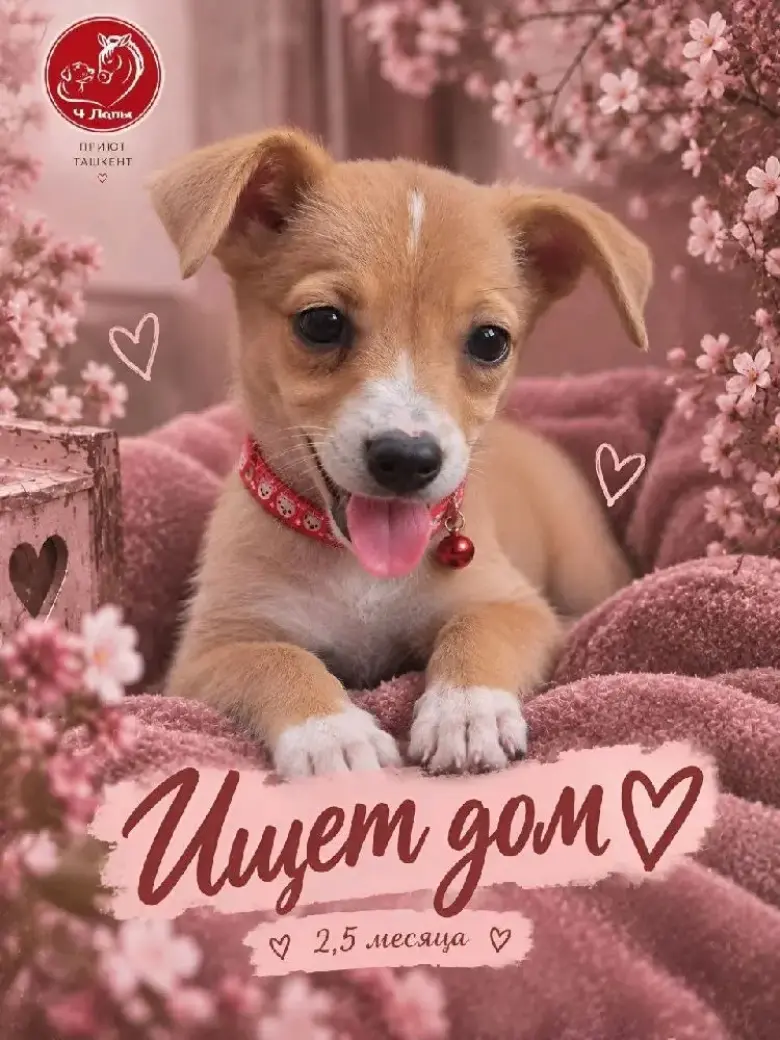 Подарите Мириндочке лучшую семью — 1/2